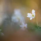 _____buschwindröschen______________