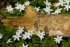 Buschwindröschen an Holz