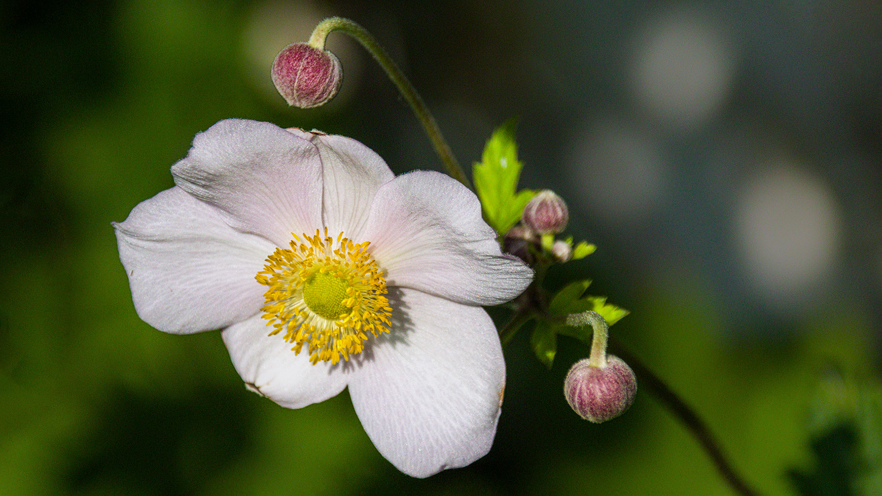 Buschwindröschen  Anemone