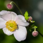 Buschwindröschen  Anemone