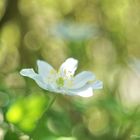 Buschwindröschen ( Anemone memorosa)