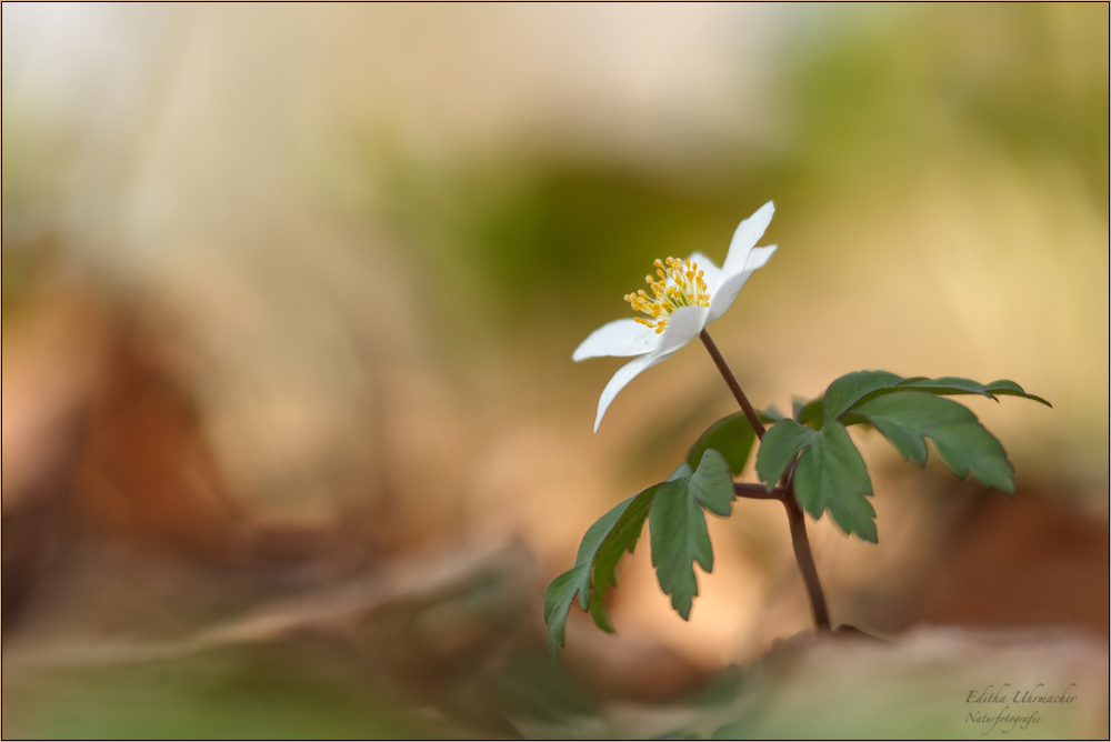 buschwindröschen ( anemone nemorosa )01/14