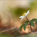 buschwindröschen ( anemone nemorosa )01/14