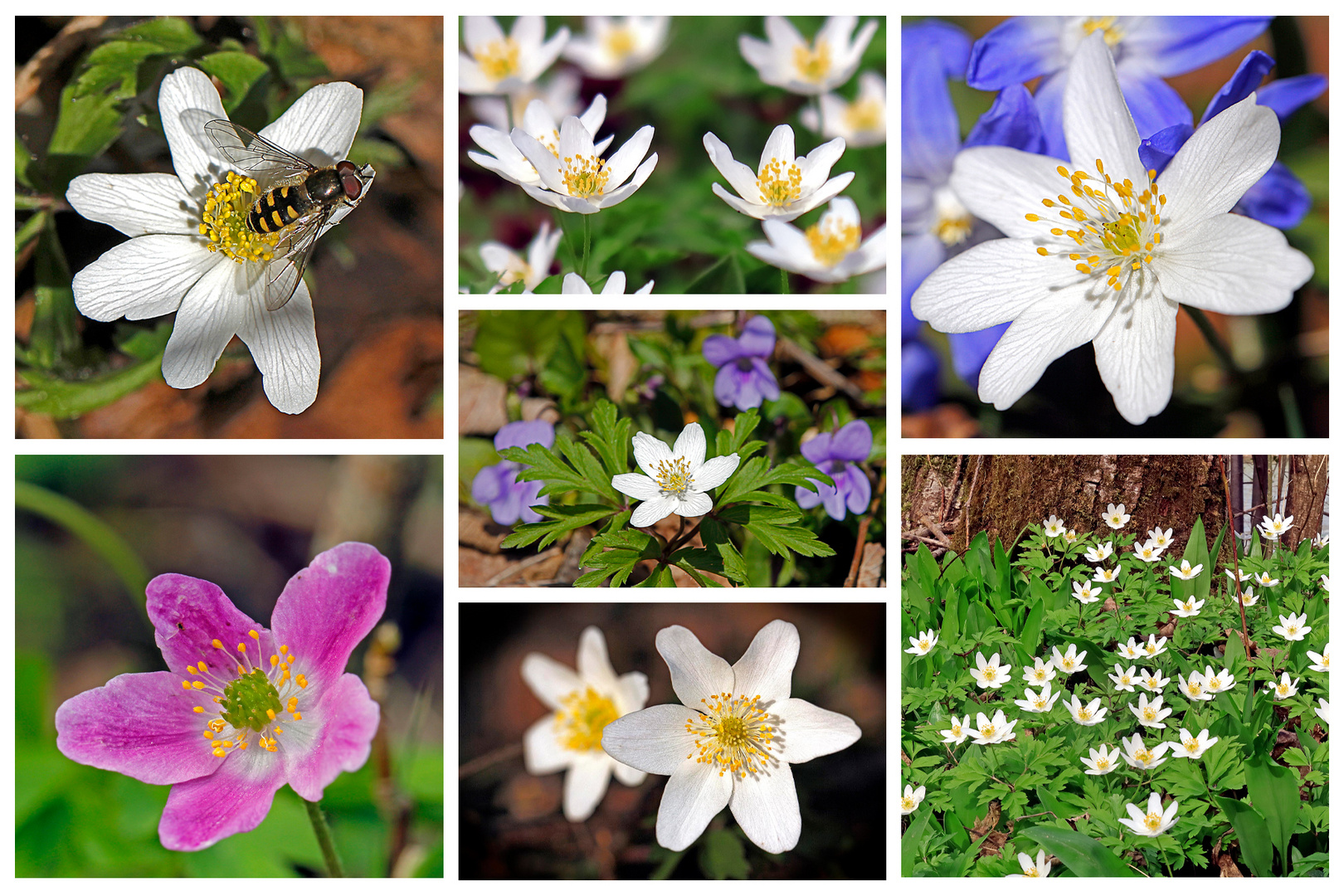 Buschwindröschen (Anemone nemorosa)