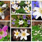 Buschwindröschen (Anemone nemorosa)