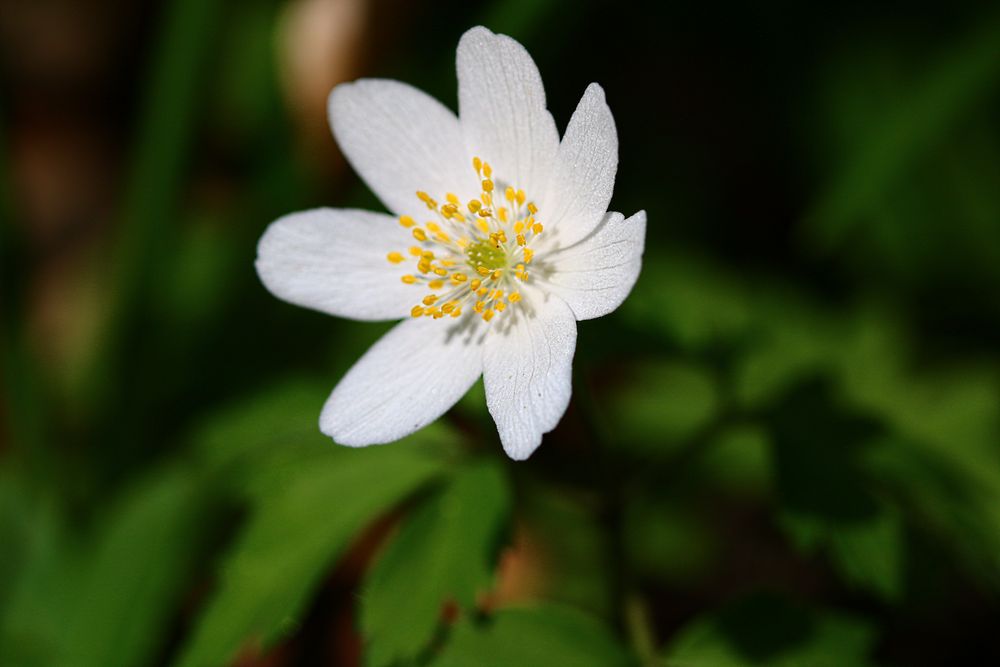 Buschwindröschen - Anemone nemorosa