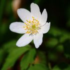 Buschwindröschen - Anemone nemorosa