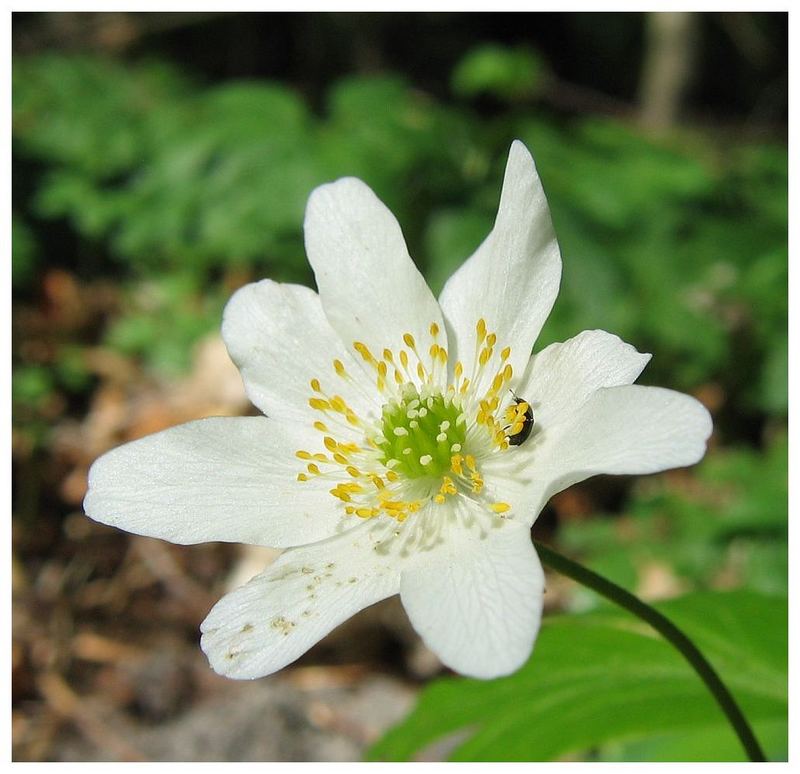 Buschwindröschen (Anemone nemorosa)