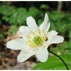 Buschwindröschen (Anemone nemorosa)