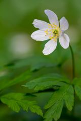 Buschwindröschen - Anemone nemorosa