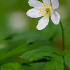 Buschwindröschen - Anemone nemorosa