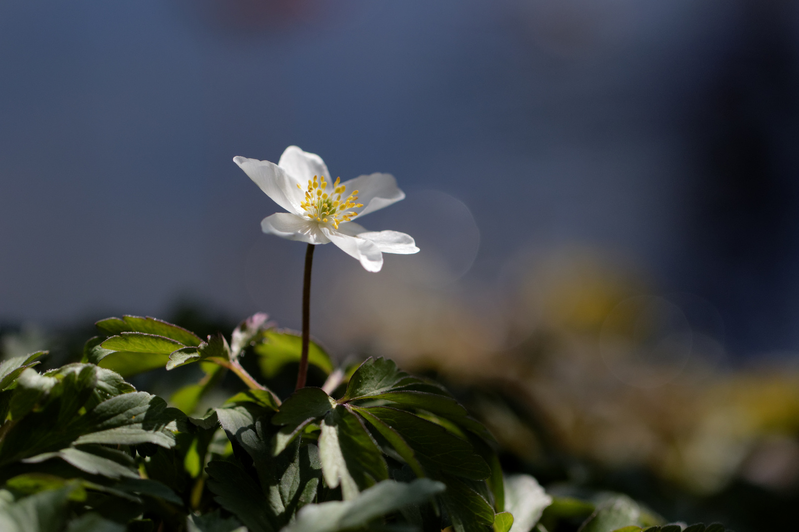 Buschwindröschen (Anemone nemorosa) 2