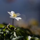 Buschwindröschen (Anemone nemorosa) 2