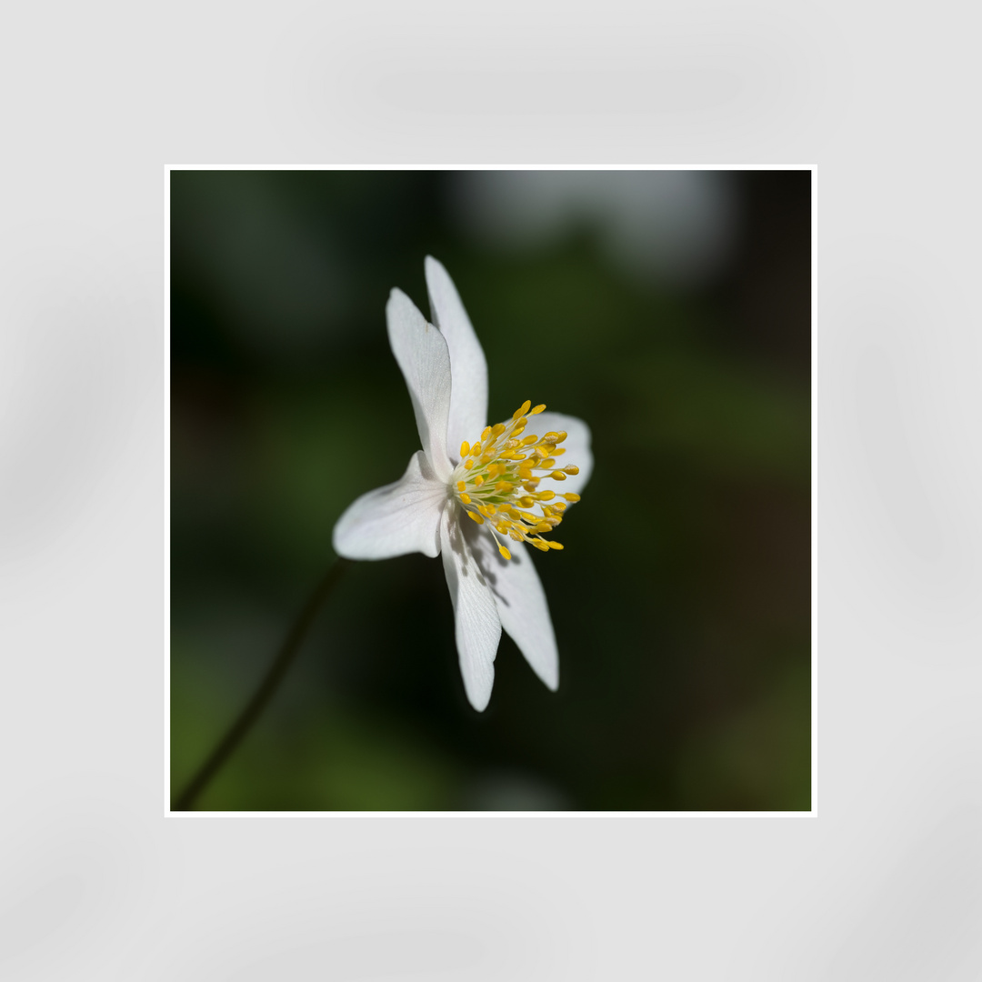 Buschwindröschen (Anemone nemorosa)