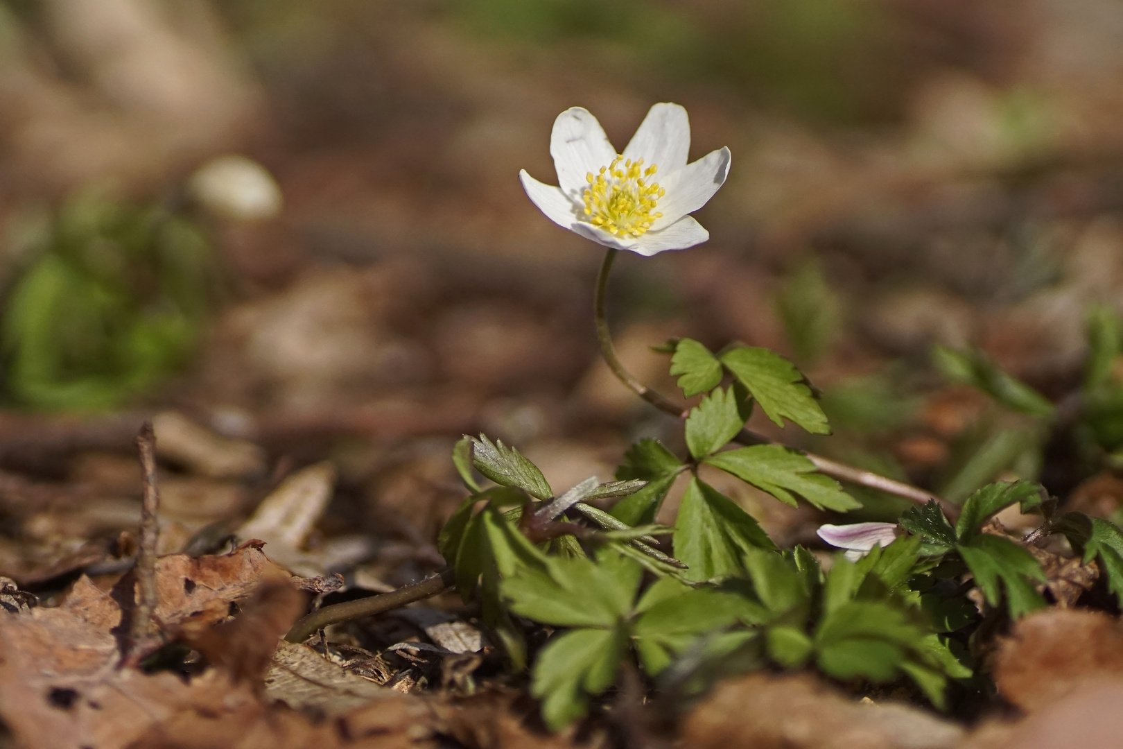 Buschwindröschen (Anemone nemorosa)