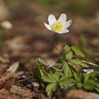 Buschwindröschen (Anemone nemorosa)