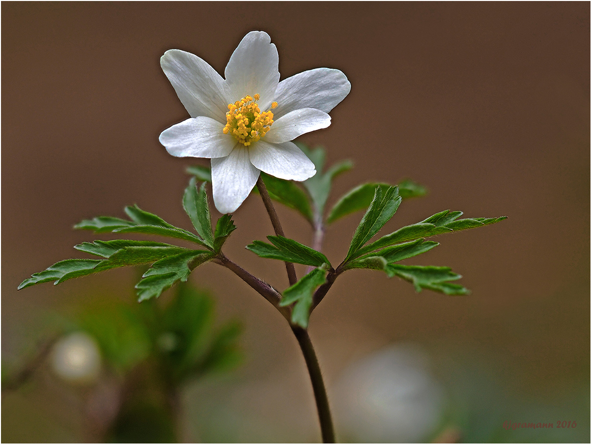 Buschwindröschen (Anemone nemorosa)