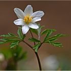 Buschwindröschen (Anemone nemorosa)