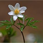 Buschwindröschen (Anemone nemorosa)