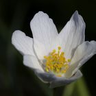 Buschwindröschen (Anemone nemorosa)