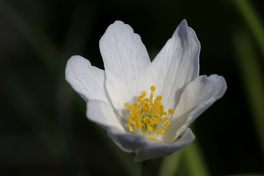 Buschwindröschen (Anemone nemorosa)