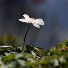 Buschwindröschen (Anemone nemorosa) 3