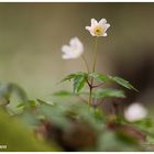 Buschwindröschen (Anemone nemorosa)....