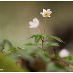 Buschwindröschen (Anemone nemorosa)....