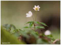 Buschwindröschen (Anemone nemorosa)....