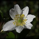 Buschwindröschen (Anemone nemorosa)