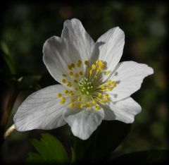 Buschwindröschen (Anemone nemorosa)