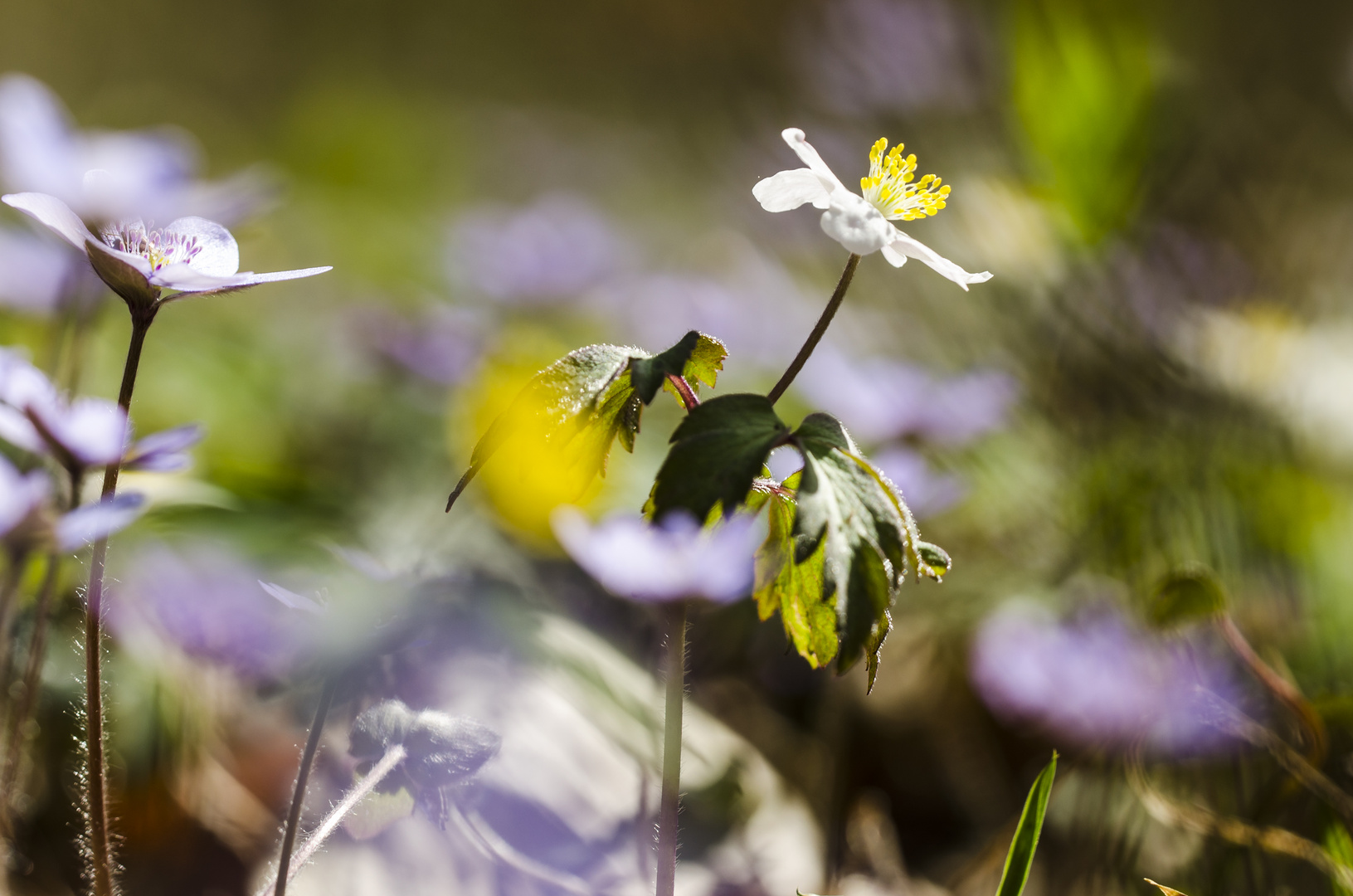 Buschwindröschen (Anemone nemorosa)