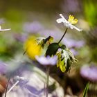 Buschwindröschen (Anemone nemorosa)