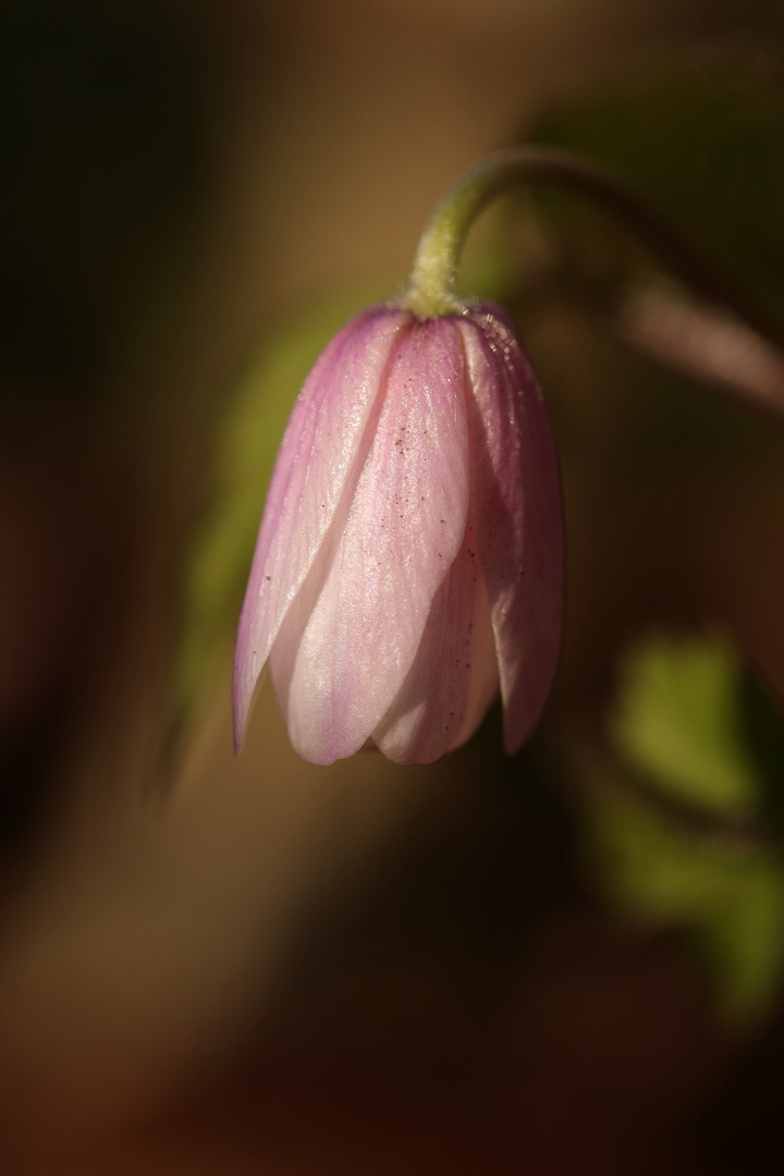 Buschwindröschen (Anemone nemorosa)