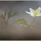 Buschwindröschen (Anemone nemorosa)