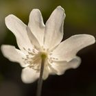 Buschwindröschen (Anemone nemorosa) 