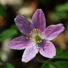 Buschwindröschen (Anemone nemorosa)