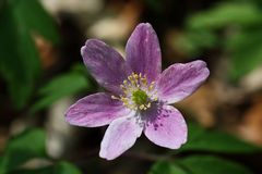 Buschwindröschen (Anemone nemorosa)