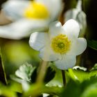 Buschwindröschen (Anemone nemorosa)