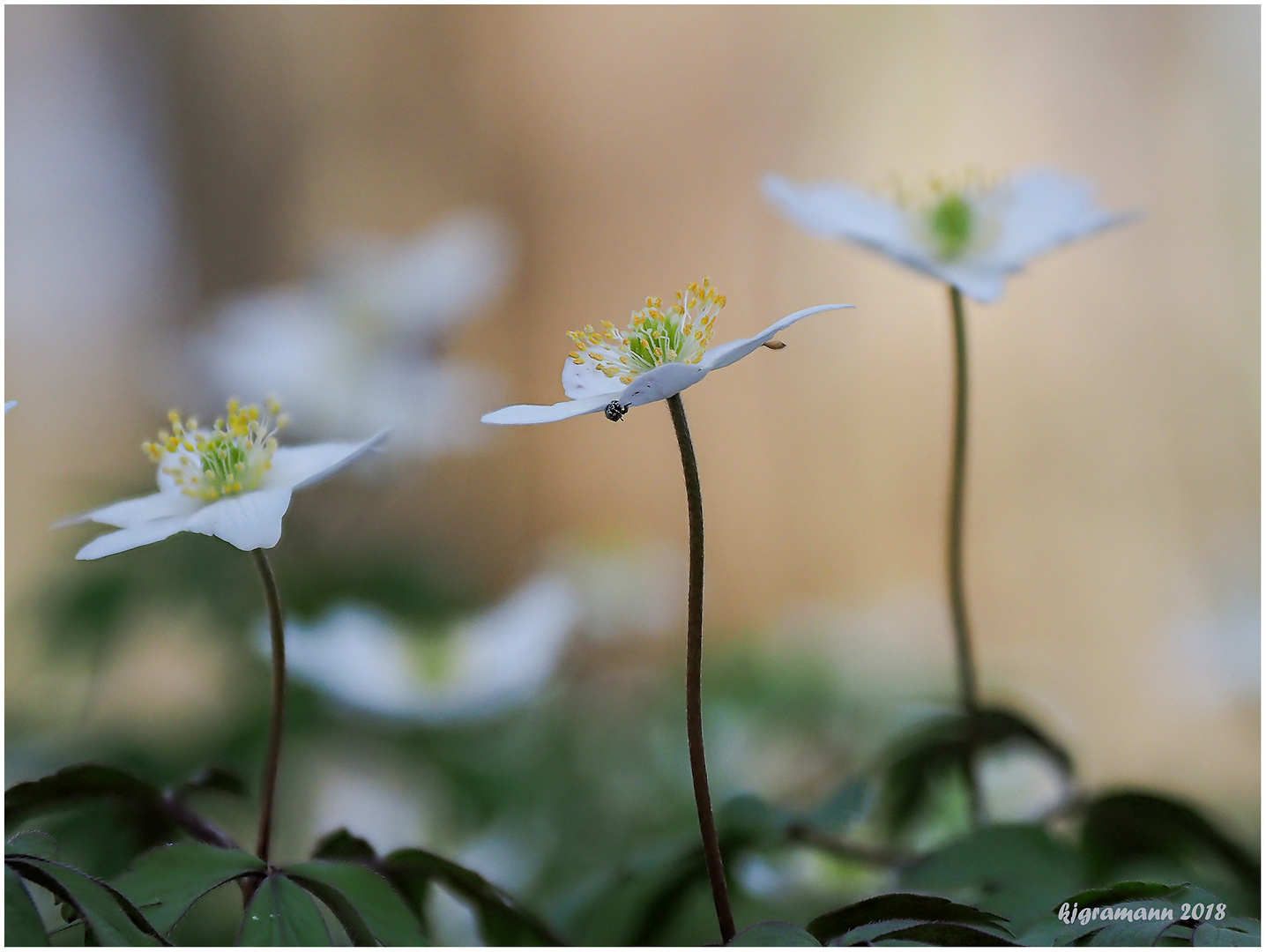 buschwindröschen (anemone nemorosa) ......