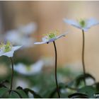 buschwindröschen (anemone nemorosa) ......