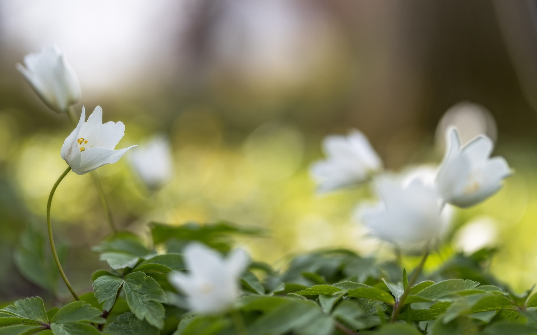 Buschwindröschen (Anemone nemorosa)