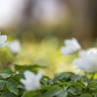 Buschwindröschen (Anemone nemorosa)