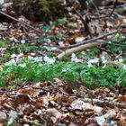 Buschwindröschen - Anemone nemorosa