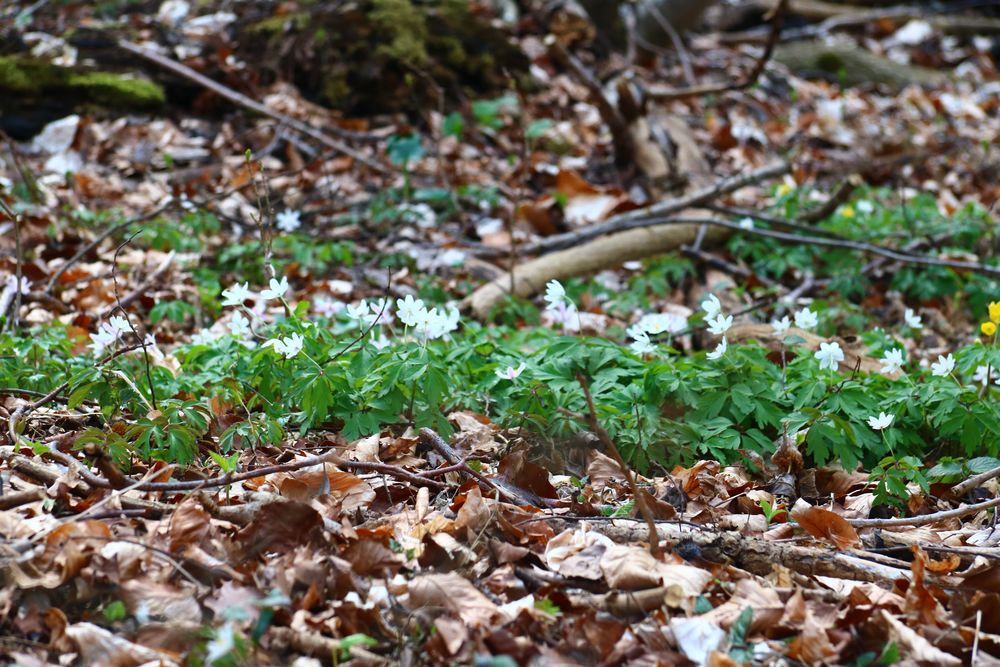 Buschwindröschen - Anemone nemorosa