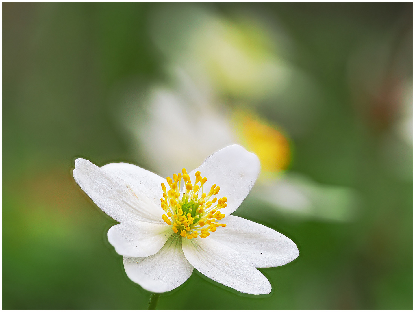 Buschwindröschen (Anemone nemorosa)