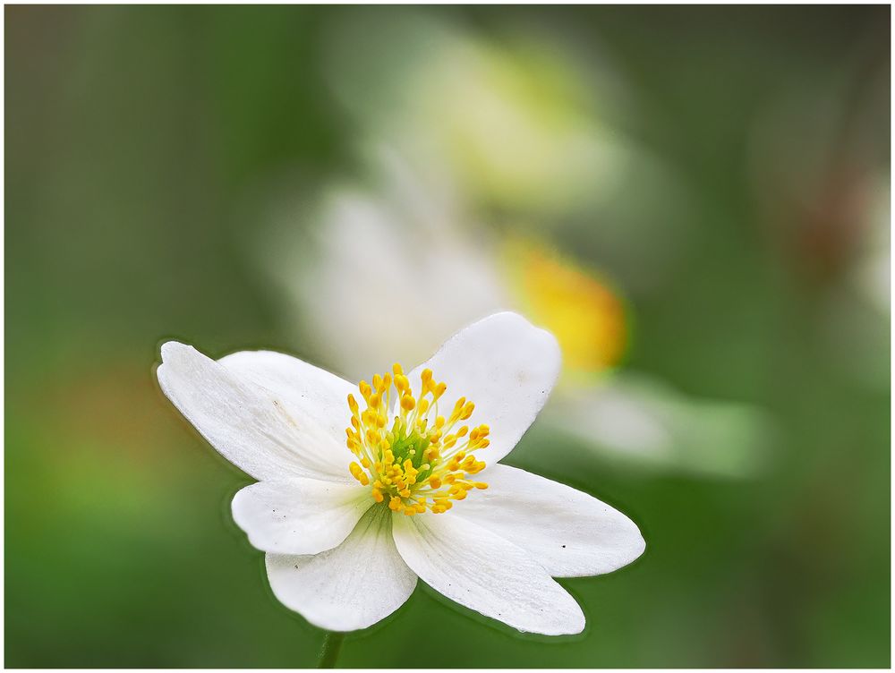 Buschwindröschen (Anemone nemorosa)