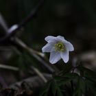 Buschwindröschen Anemone nemorosa