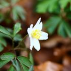 Buschwindröschen - Anemone nemorosa