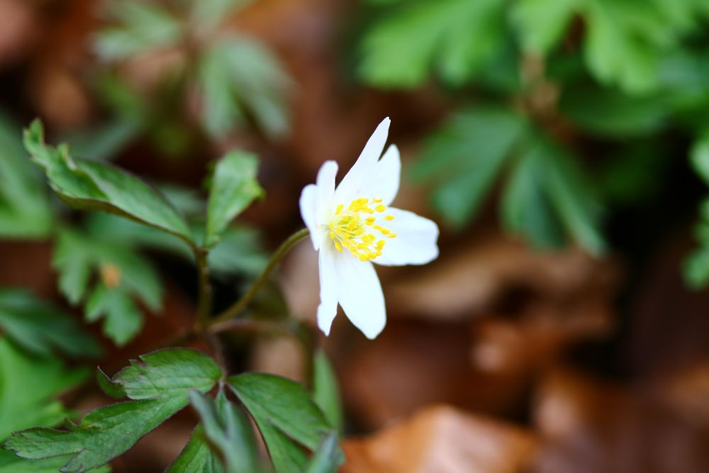 Buschwindröschen - Anemone nemorosa